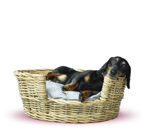 Business Health & Life Insurance Cover - Vitality