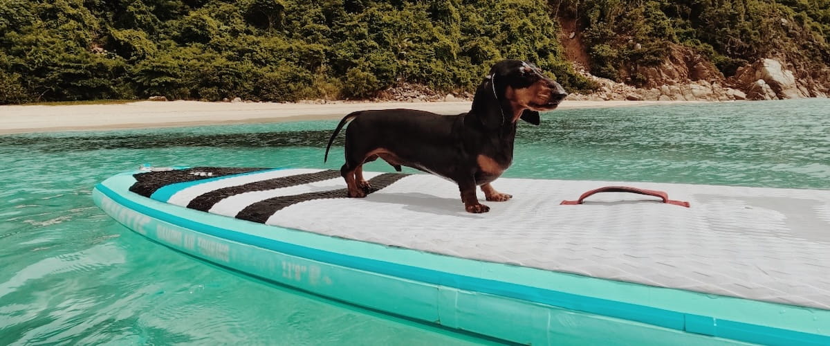 International Dog Day  Stanley main