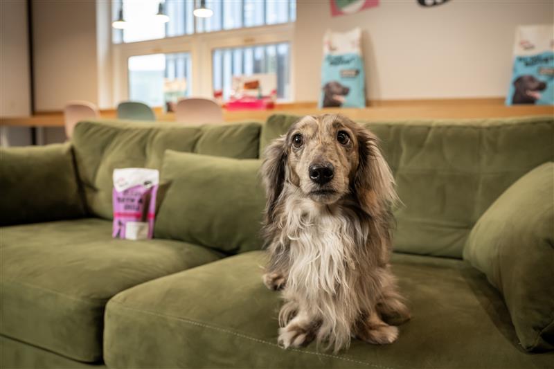 Bagel-the-chief-eating-officer-at-Grub-Club