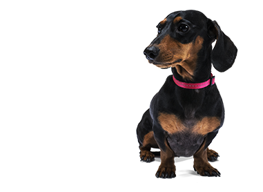 Sausage dog with pink collar