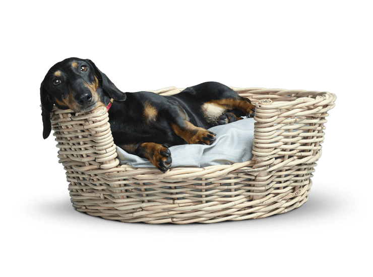 Stanley the dachshund sitting in a basket